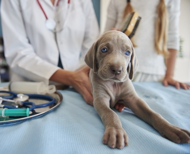 Perro cachorro en la clínica veterinaria